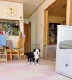 ボーダーコリー【岐阜県・男の子・2025年2月8日・ブラック&ホワイト】の写真13「体の型良いですよ〜足太い、マズル幅大きい」