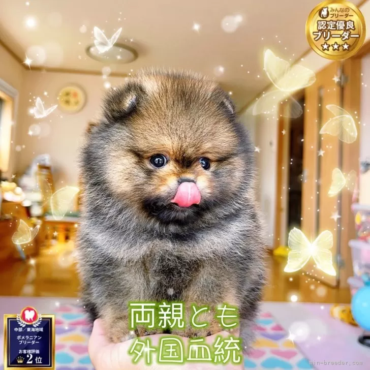 ポメラニアン【岐阜県・男の子・2025年5月9日・オレンジ】の写真1「食欲超しっかり、超超超爆毛、栄養と愛情ともたっぷり、性格も活発、愛嬌、でもオリコさんです〜」