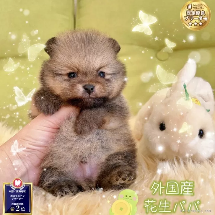 ID:2501-01269の子犬