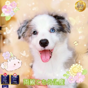ボーダーコリー【岐阜県・女の子・2025年2月8日・ブルーマール】の写真「15kg餌プレゼント愛嬌オリコ外国産骨太、モコモコ」