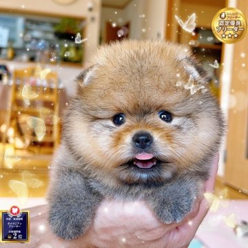 ポメラニアン【岐阜県・男の子・2025年7月11日・オレンジ】の写真「小サイズ、父親外国産、爆毛国際高級ポメ」