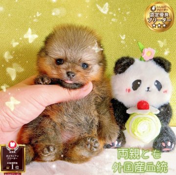 ポメラニアン【岐阜県・女の子・2025年10月15日・オレンジ】の写真「両親とも外国産超ミニサイズ毛玉、爆毛姫様」