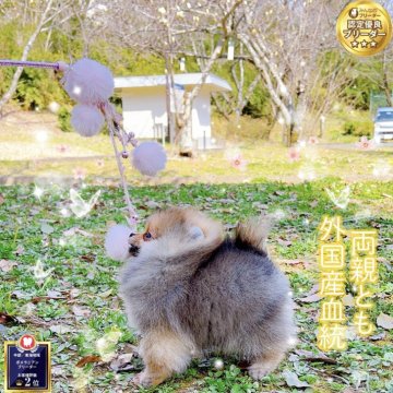 ポメラニアン【岐阜県・男の子・2024年12月17日・オレンジ】の写真「両親とも外国甘えん坊、ミニサイズ、爆毛健康診断良い」