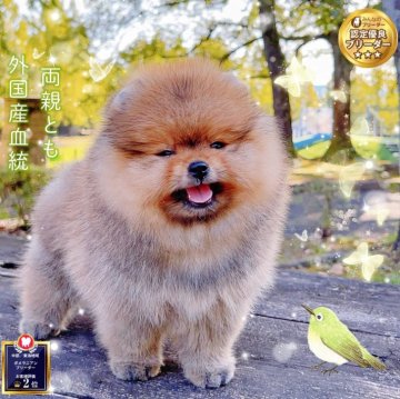 ポメラニアン【岐阜県・男の子・2025年7月11日・オレンジ】の写真「薄色小サイズ愛嬌オリコ父親外国産、爆毛国際高級ポメ」
