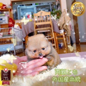 ポメラニアン【岐阜県・女の子・2025年10月26日・オレンジ】の写真「ミニサイズ、爆毛両親外国産、可愛い姫様」