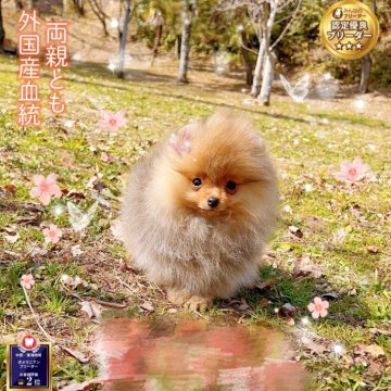 ポメラニアン【岐阜県・男の子・2024年12月10日・オレンジ】の写真「ミニサイズ、爆毛両親外国産」