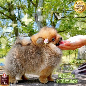ポメラニアン【岐阜県・女の子・2025年5月25日・オレンジ】の写真「両親外国血統、ミニサイズ、爆毛、愛嬌」