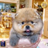 ポメラニアン