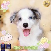 ボーダーコリー