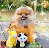 ポメラニアン