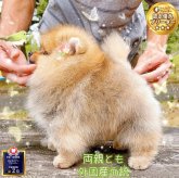 ポメラニアン