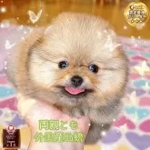 ポメラニアン