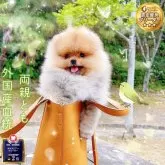 ポメラニアン