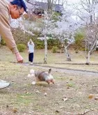 ポメラニアン【岐阜県・男の子・2024年12月17日・オレンジ】の写真5「飛んでいる😂」