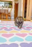 ポメラニアン【岐阜県・男の子・2025年5月9日・オレンジ】の写真5「正面から耳をあまり見えない」