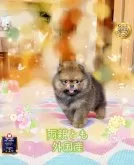 ポメラニアン【岐阜県・男の子・2025年5月9日・オレンジ】の写真6「性格もとても完美〜活発けどヤンチャではない」