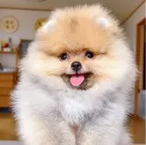 ポメラニアン【岐阜県・男の子・2025年7月11日・クリーム】の写真8「お目目超綺麗ですよ〜性格とても良い」
