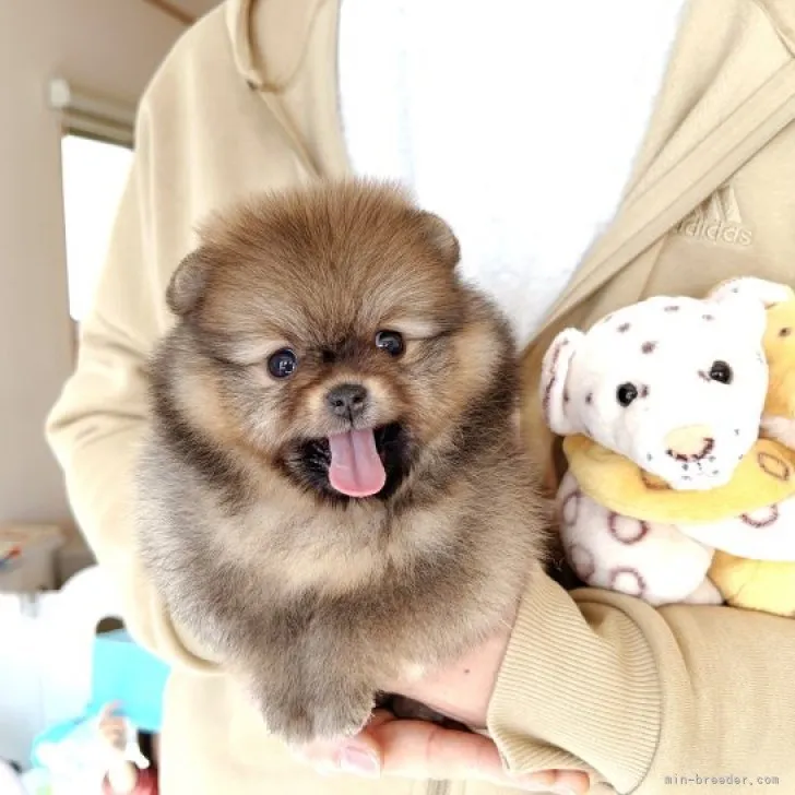 ID:2212-02350の子犬