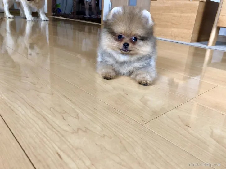 ID：2006-03146の子犬