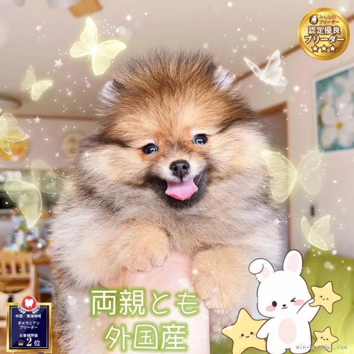 ID：2312-00810の子犬