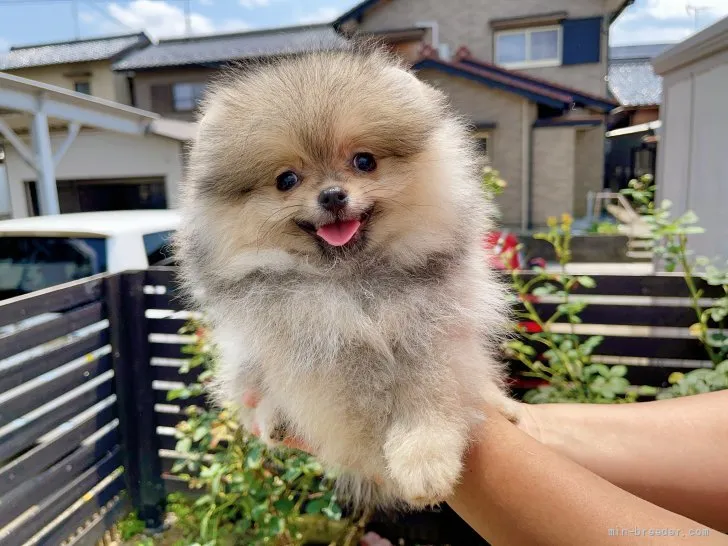 るぶちん55 様のお迎えした子犬