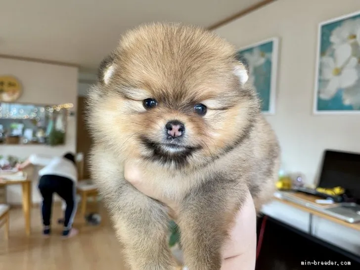 ID：2011-00445の子犬