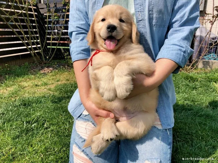 ID:1802-01757の子犬