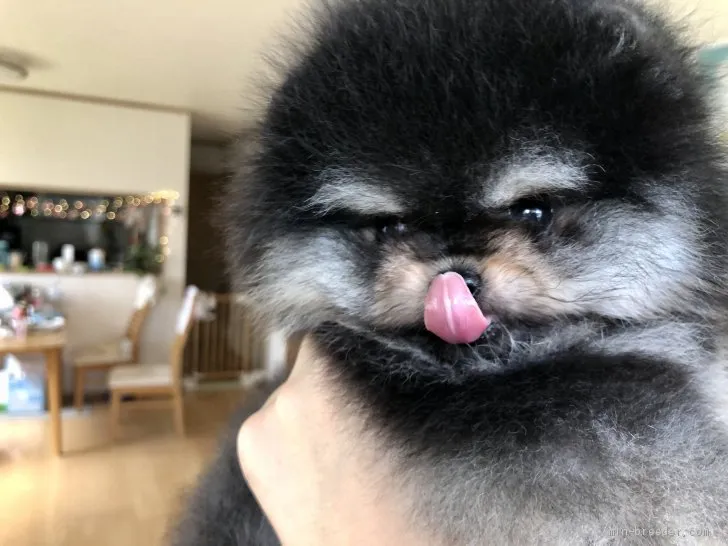 ID:2005-02310の子犬
