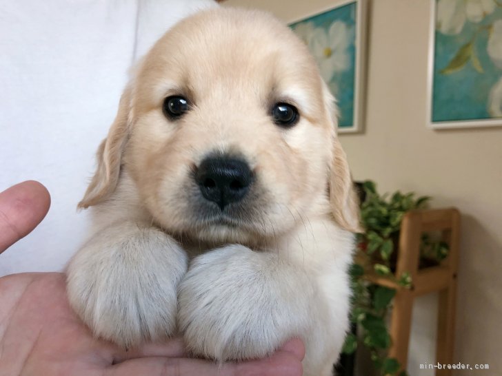 200以上 ゴールデン レトリバー 子犬 かわいい