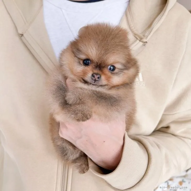 ID:2212-02335の子犬