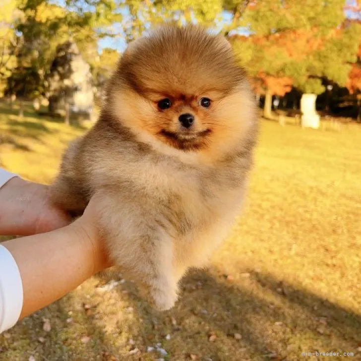 ID：2310-01534の子犬