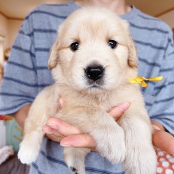 ゴールデンレトリバー【岐阜県・女の子・2023年4月23日・ゴールド】の写真「祖父母ともチャンピオン両親ストレート毛」