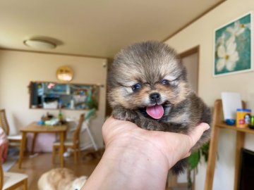 ポメラニアン【岐阜県・女の子・2021年4月22日・オレンジ】の写真「祖父は10国チャンピオン❣️」