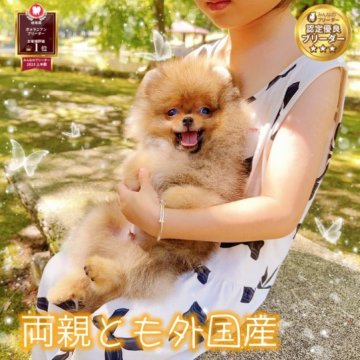 ポメラニアン【岐阜県・男の子・2023年6月10日・オレンジ】の写真「爆毛❣️両親外国産、マズル耳小さい、たぬき顔」