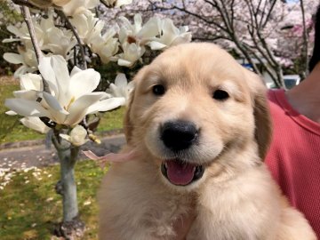 ゴールデンレトリバー【岐阜県・女の子・2018年2月3日・ゴールド】の写真「祖父と祖母ともチャンピオン」