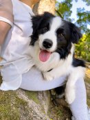 ボーダーコリー【・男の子・2023年5月19日・ブラック&ホワイト】「😂お目目周り黒毛なので、お目目見にくい😂」