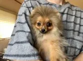 ポメラニアン【岐阜県・男の子・2020年3月19日・オレンジ】の写真4「今お猿期なので、顔の毛はどんどん交換中ですが、体の毛はとても多いですよ、顔は一カ月以後に可愛くなれま」