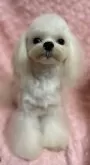 マルチーズ【兵庫県・男の子・2024年12月25日・ホワイト】の写真12「小さめの可愛い男の子🩷」