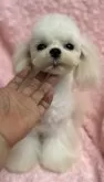マルチーズ【兵庫県・男の子・2024年12月25日・ホワイト】の写真13「小さめの可愛い男の子🩷」