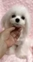 マルチーズ【兵庫県・女の子・2024年12月25日・ホワイト】の写真13