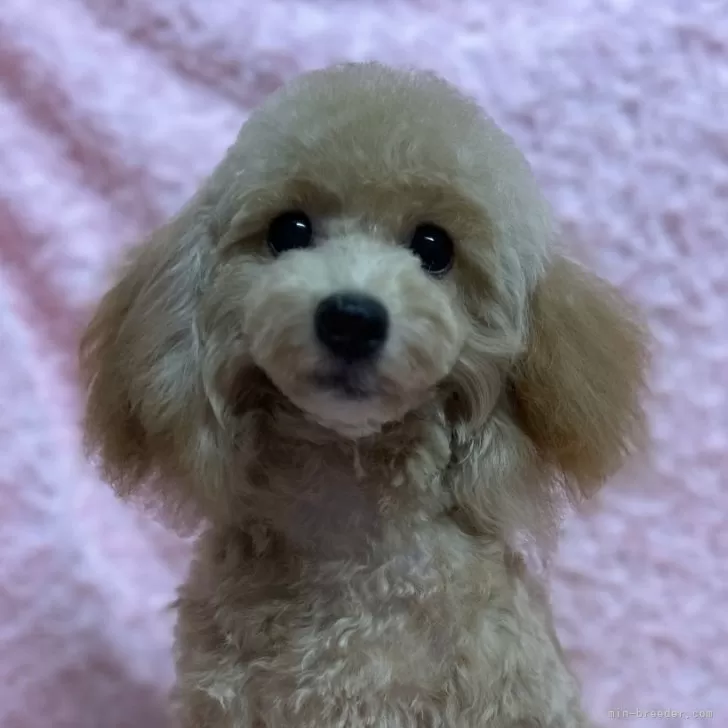 カイト 様のお迎えした子犬