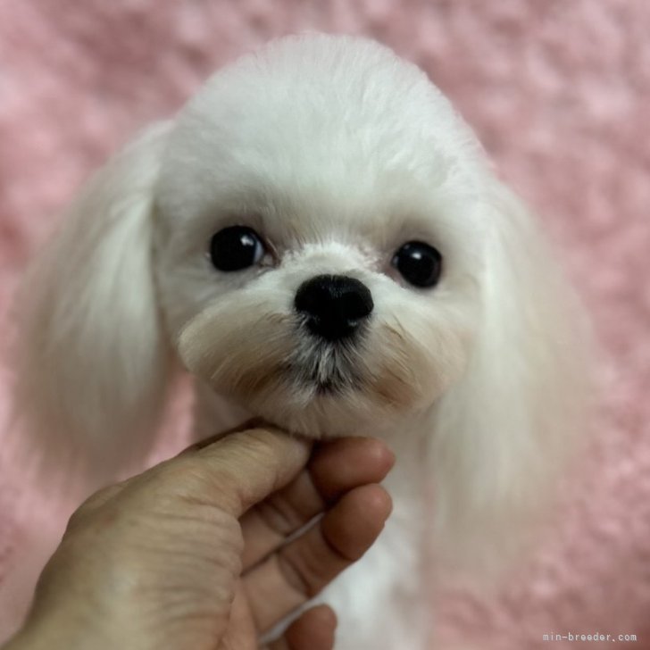 ブリーダー画像