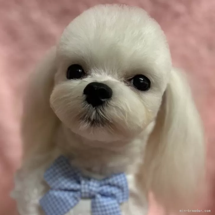 ID：2503-04546の子犬