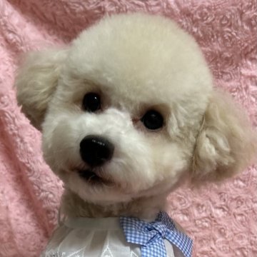 トイプードル(トイ)【兵庫県・男の子・2024年5月17日・シャンパン】の写真「毛量有り！いろいろなカットが楽しめます💕」