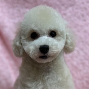 トイプードル(トイ)【兵庫県・男の子・2024年5月17日・シャンパン】の写真「ダッフィー似の可愛い男の子🩵」