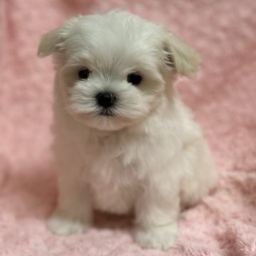 マルチーズ【兵庫県・男の子・2025年9月17日・ホワイト】の写真「性格の良いイケメン君です。とても綺麗な男の子です❣」