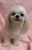 マルチーズ【兵庫県・女の子・2024年6月6日・ホワイト】の写真7「小ぶりのお顔の可愛いお嬢さん🩷」