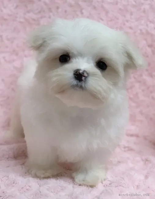 ID:2005-03604の子犬