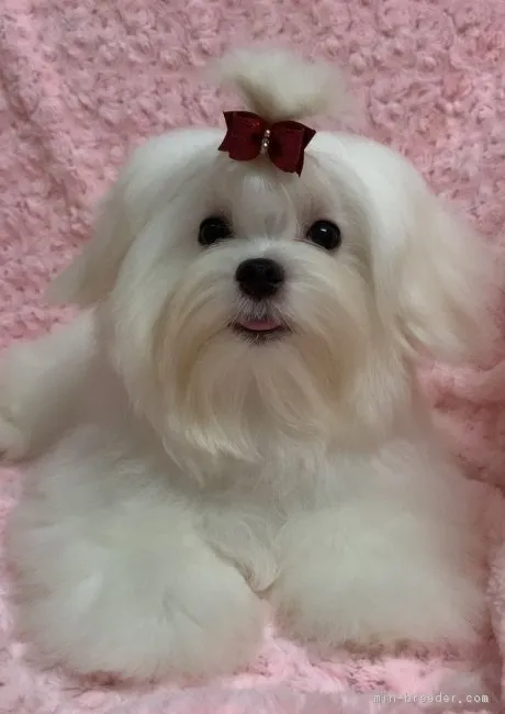 ID:1810-00323の子犬