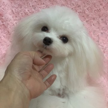 マルチーズ【兵庫県・男の子・2023年2月14日・白】の写真「小さな美形の男の子です💕お利口です。」